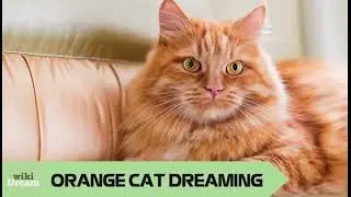 Orange cat dream meaning: Embracing creativity and passion