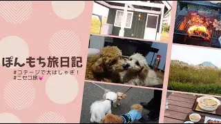【多頭外旅🐶】ぽんもちと北海道ニセコのコテージに泊まってきた🐾🍁