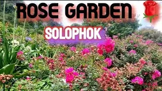 Vlog 3:Rose Garden &bull; Solophok &bull; Namchi  | Roses Over 100 species|  #vlog3  Debasish Ghosh