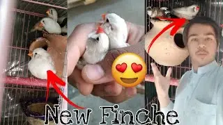 Welcome to New Finches 😍 l Mini Vlog l