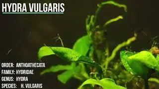 Hydra vulgaris (zoetwaterpoliep)