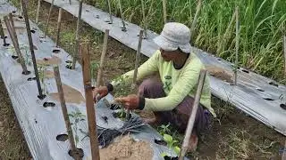 Smart tricks for farmers to stand up plant seedlings -Agriculture farming 