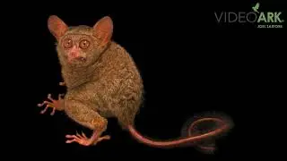 A Gursky&rsquo;s spectral tarsier (Tarsius spectrumgurskyae) at Zoo Taiping in Taiping, Malaysia.