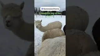 Our beautiful alpaca 🦙#alpacafarm #snow #alpacas #animaux #animals #nature