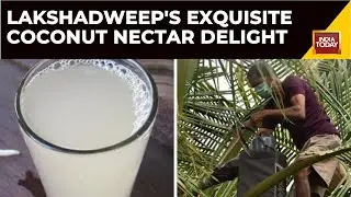 Discovering Neera: Lakshadweep's Unique Coconut Nectar Refreshment | Lakshadweep News | India Today