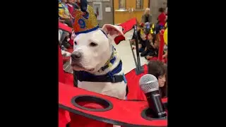 Kids sing and sign 'Happy Birthday' to beloved school therapy dog who is deaf
