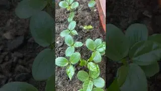 Passion fruit growing from seeds