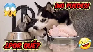 Dejo solos a mis perros y les digo que no se pueden comer el pollo y esta es su INCREÍBLE REACCIÓN