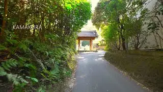 【鎌倉散歩】ぶらり『杉本寺』から『瑞泉寺』までの道のり［4K］
