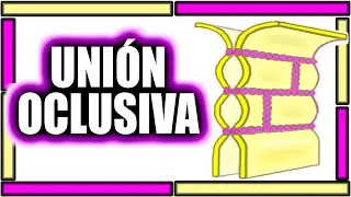 COMPRENDE YA LAS UNIONES OCLUSIVAS - EN MENOS DE 5 MINUTOS🧬🩺