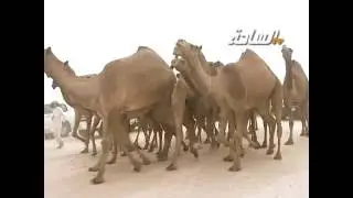 مسيرة منقية فلاح بن حمد بن ملهم العجمي