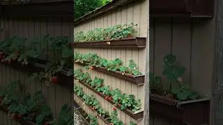 Vertical Strawberry Garden: How to Create a Space-Saving, DIY Wall Planter Trending Gardening Ideas