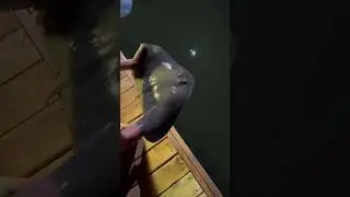 big butterfly ray on mullet