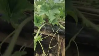 Kitchen Garden- Pest free leafy & fruit Vegetables #AshGourd#Horticulture#shortvideo