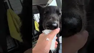 Brody&rsquo;s first pup cup! It was love at first sip. 😋 #wolfdog #wildliferescue #rescue #pupcup