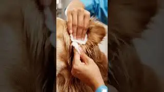 Dog Ear Cleaning ASMR 🐶💧 | Wet Cotton Sounds | Ultra Relaxing 8K