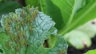 Grasshopper Nymphs in the Garden