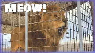 National Tiger Sanctuary (Cute cat OVERLOAD!!!)