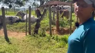 ELEA FAZ  TUDO SOZINHA O TRABALHO DO SITIO TIRA LEITE TRATA DOS PORCOS E DAS GALINHA#vidanaroça