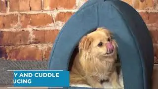 The Comfiest Dog Bed Ever &ndash; Is Your Pup Ready for the Ultimate Nap? 🐾💤