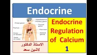 Endocrine regulation of calcium 1 /Lashin  د.لاشين