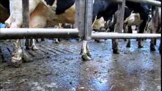 LAME COW