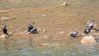 🔴 TERNYATA MASIH BANYAK SEKALI BURUNG PECUK PADI DI SUNGAI INI  #kicaumania #burungpecuk #burungliar