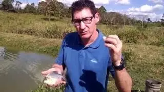 Alimenta&ccedil;&atilde;o de Tambatinga (100g) - Marab&aacute; / PA