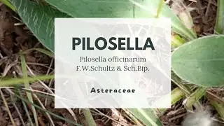 PILOSELLA - Pilosella officinarum F.W.Schultz & Sch.Bip. - Asteraceae - Mouse-ear hawkweed