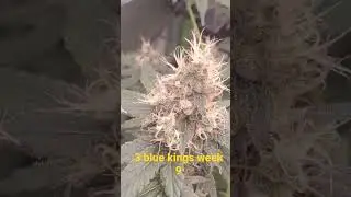 cannabis strain 3 blue kings, almost chopping time!