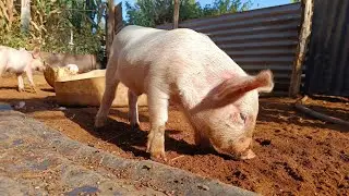 A Calm Morning on the Farm | Feeding Piglets & Chickens