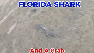 SHARK SWIMMING in FLORIDA BAY    #ikan hiu #pating