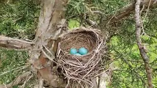 Bright blue Robin's eggs in nest