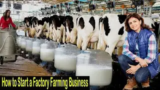 Factory Farming Business is Highly Profitable - How to Start Business Industrial Agriculture