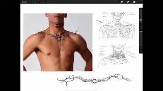 Figure Drawing/Anatomy: Neck and shoulder girdle @SamLacombeAtelier