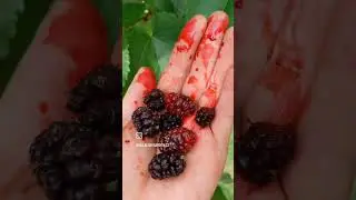 Making mulberry jam😋 #morusnigra #mulberries #jammaking #cottagegarden