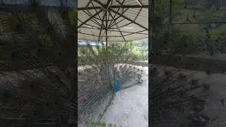 Peacock dancing so close / #shorts #Peacock #wildlife