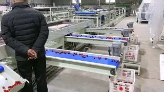 tomato sorting machine automatic fruits washing weigh sorter line