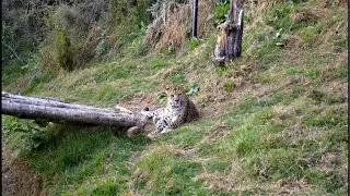 Hello Friends welcome to my live aaj Apko cheetah ke photo dikhata hu jo mena khud capture kara hai