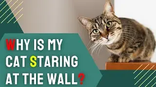Why Is My Cat Staring At The Wall? Find Out Why and How to Address It!