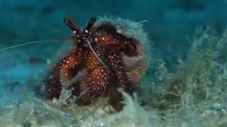 Macro marine life