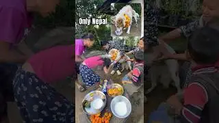 Nepal&rsquo;s Most Heartwarming Festival 🐕✨ #shorts #kukurtihar #minivlog #festival #dogs #traditional