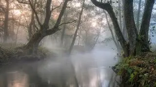 Morning Relaxing Piano & Bird Sounds 🌿 Positive Energy, Focus & Stress Relief Music