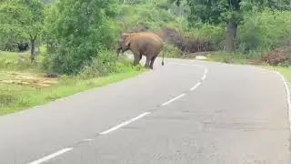 Sri lanka wild elephant 🌳🐘😍.
