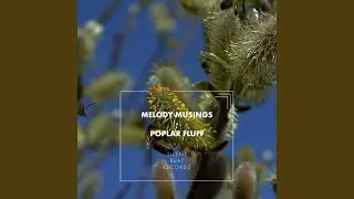 Poplar Fluff