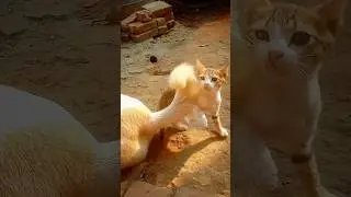 🐱🐱🐱 #cutecat #furbaby #prettyfunny #cutepet #petlover #kitten #cat #cute #reels