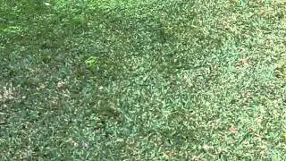 [ST26 Buffalo] [ST85 Buffalo] [ST91 Buffalo] [Buffalo Lawn Care] [Weeds In Buffalo] [Weeding Lawn]