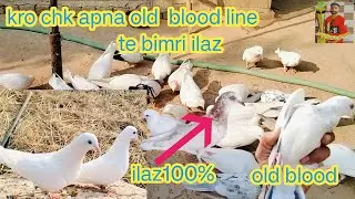 3dina bhad wapis mudiya cheena||star blood aw |ਵੱਡੀ ਸ਼ਾ ਆਖਿ ਭੱਜ ਗਈ ਸੀ ਮੋਟਰ ਤੇ ||vhde bachiya da ilaz