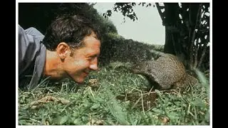 Be The Creature: Mongoose