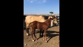 RAY JEYS ROMEO- 2022 Stud Colt by RAY JEY BOON (PEPTOBOONSMAL) BIG SKY HORSE SALES